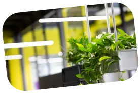 植物